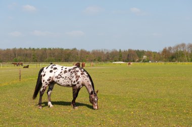 White spotted horse clipart