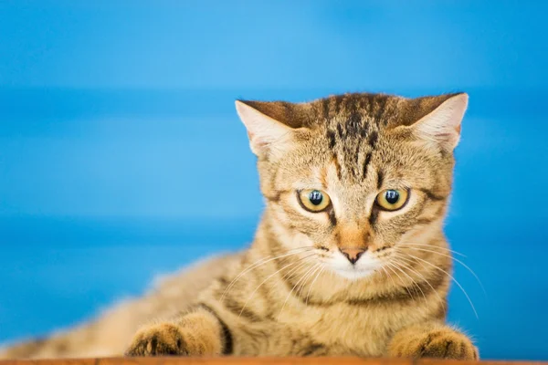 Греческая кошка — стоковое фото
