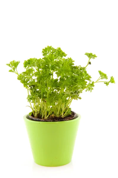 緑の花鍋にパセリ — ストック写真