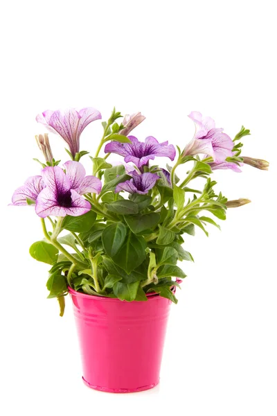 Petunia in pink bucket — Stock Photo, Image