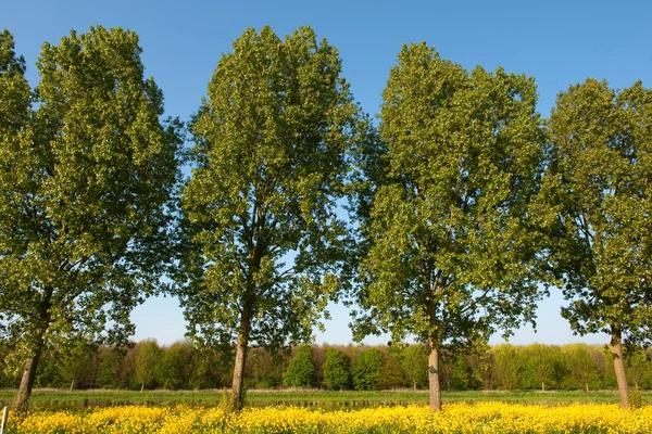 Träd i landskap — Stockfoto