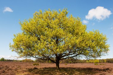 Beech tree in landscape clipart