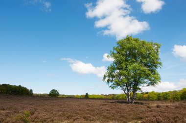 Birch tree in landscape clipart