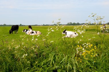 Typical Dutch cows in landscape clipart