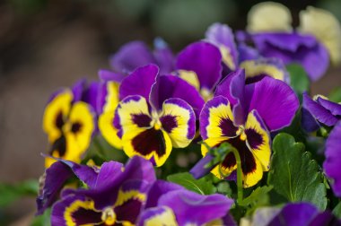 Violet Pansies clipart