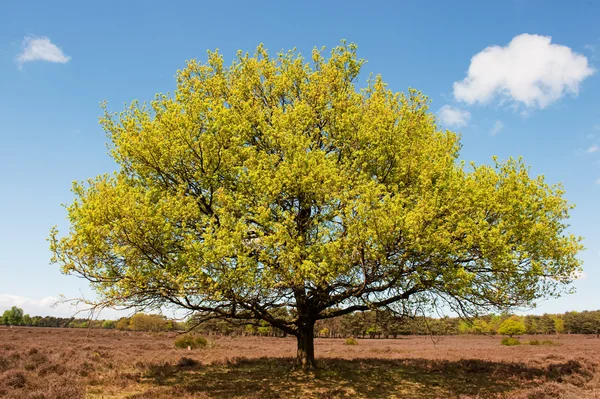 Beech tree in landscape — Stock Photo, Image