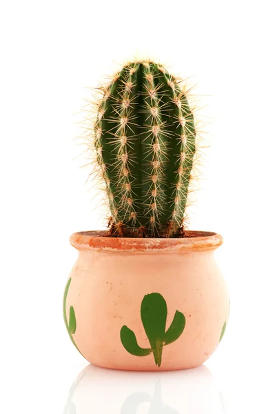Cactus spinoso — Foto Stock