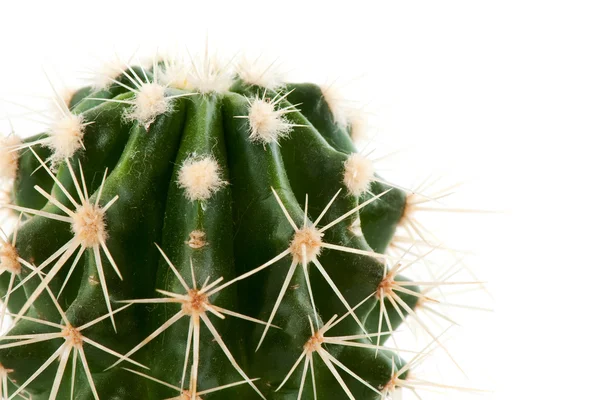 Pichlavý kaktus — Stock fotografie
