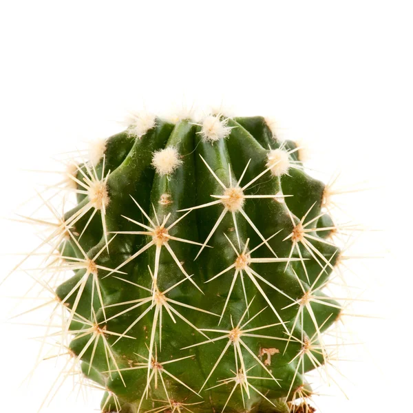 Cactus espinoso — Foto de Stock