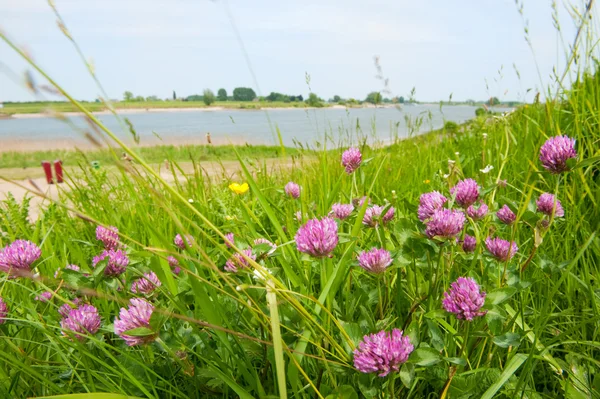 Klaver bloemen in de buurt van de rivier — Stockfoto