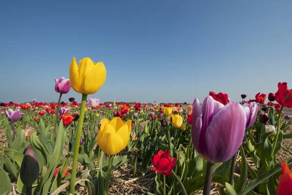 Coloridos tulipanes holandeses —  Fotos de Stock