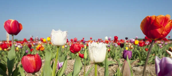 Färgglada holländska tulpaner — Stockfoto