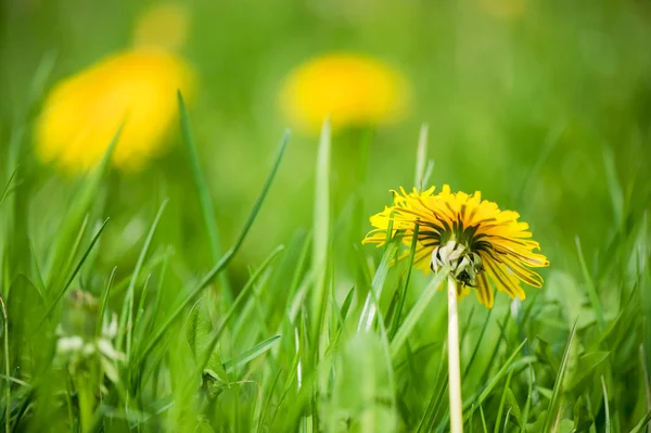 草の中のタンポポ — ストック写真