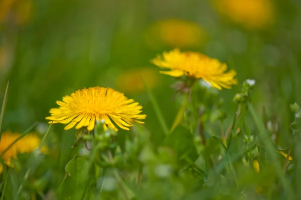 草の中のタンポポ — ストック写真