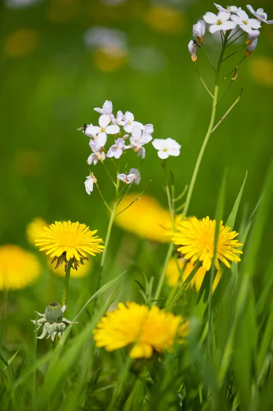 Mniszek lekarski i kukułka kwiaty — Zdjęcie stockowe
