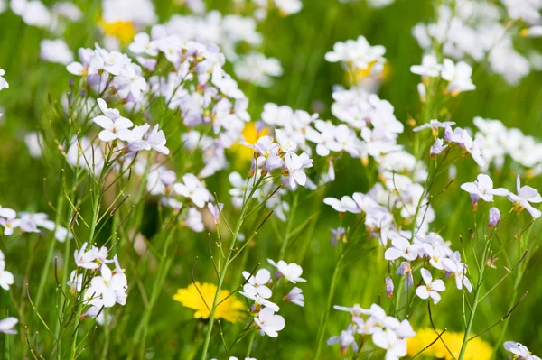 Dandelions and Cuckoo flowers — Stock Photo, Image
