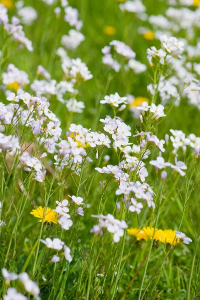 Dandelions and Cuckoo flowers — Stock Photo, Image