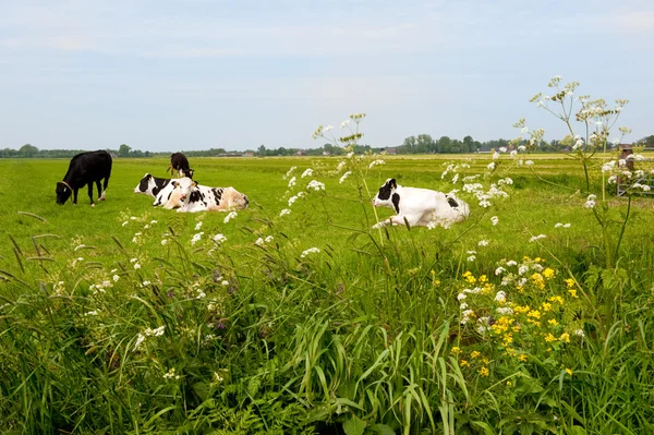 Tipiche mucche olandesi nel paesaggio — Foto Stock
