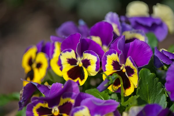 Maricones violetas —  Fotos de Stock