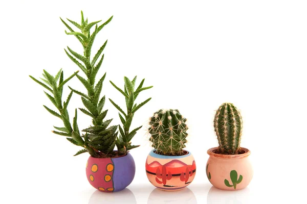Prickly cactuses and succulent — Stock Photo, Image