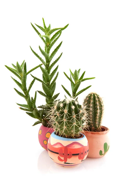 Cactus espinosos y suculentos — Foto de Stock