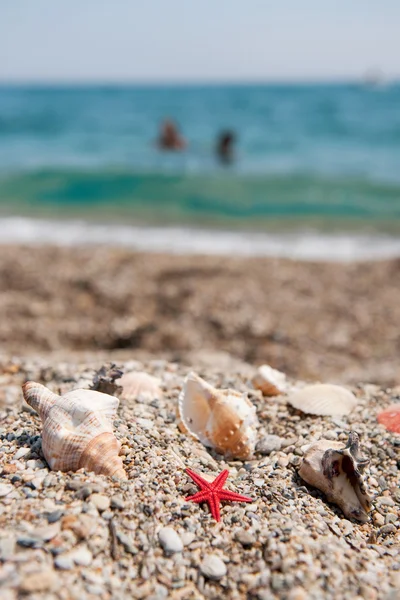 Kumsalda deniz kabukları. — Stok fotoğraf