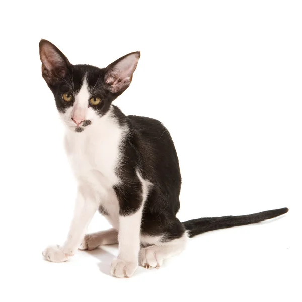 Чёрно-белый сиамский котёнок — стоковое фото