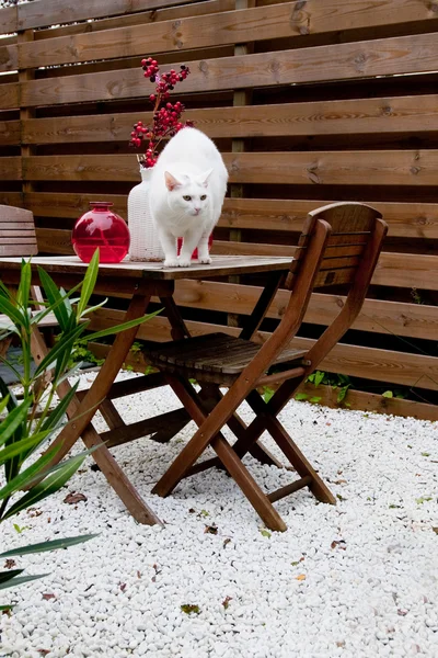 Bílá kočka na zahradě — Stock fotografie