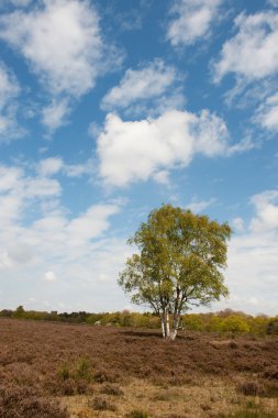 Birch tree in heather landscape clipart