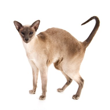 mavi nokta siamese