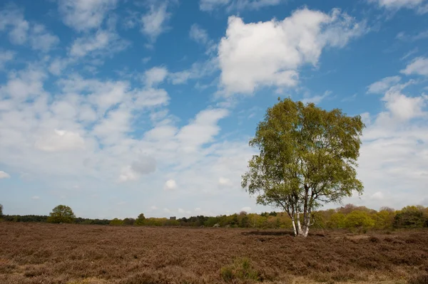 Birch tree in Heide landschap — Stockfoto