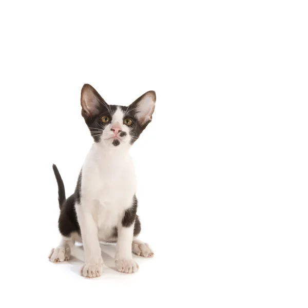 黒と白のシャムの子猫 — ストック写真