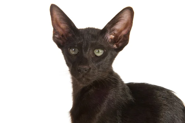 黒のシャム猫 — ストック写真