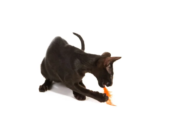 Schwarze siamesische Katze — Stockfoto