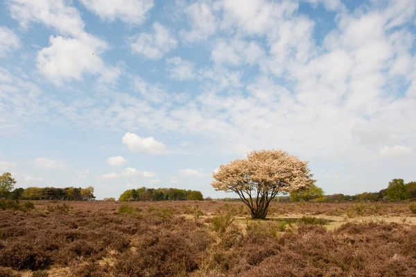 Blossom tree in heather landscape — Stock Photo, Image