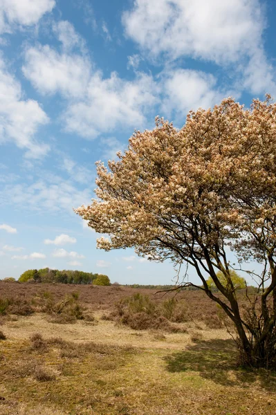 Árbol de flores en paisaje de brezo — Foto de Stock