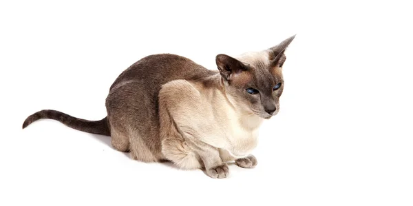 Синеточечная сиамская кошка — стоковое фото