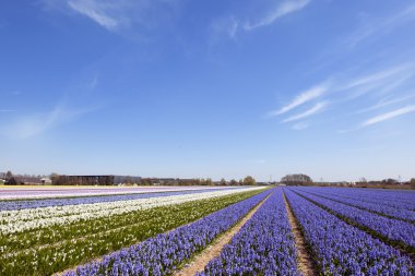 sümbül çiçekleri ile Hollandalı peyzaj