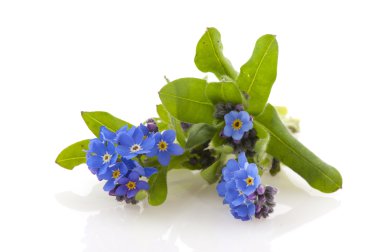 Blue Forget-me-not clipart