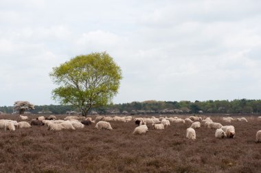 koyun otlatma Moorland içinde