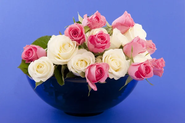 Rose rosa e bianche — Foto Stock
