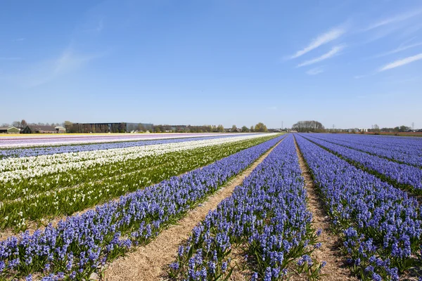 Holländische Landschaft mit Hyazinthenblüten — Stockfoto