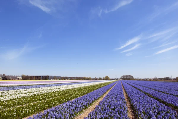 Nederlandse landschap met hyacint bloemen — Stockfoto