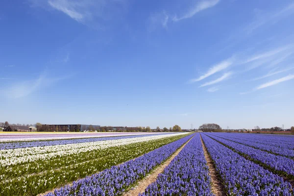 stock image Dutch landscape with Hyacinth flowers