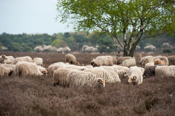 Sheep grazing in moorland — Stock Photo, Image