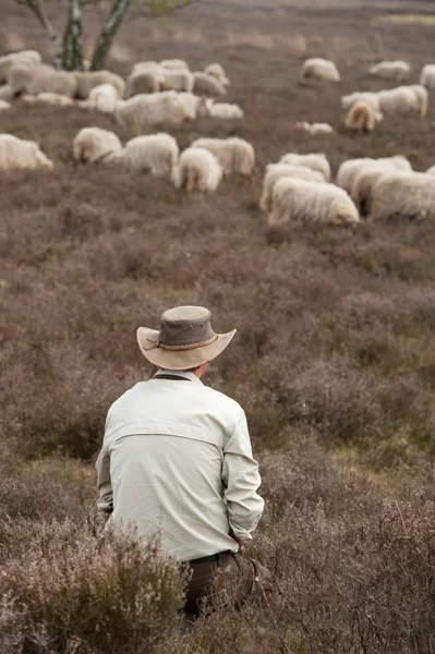 stock image Sheep grazing in moorland