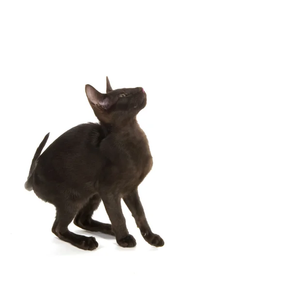 Black Siamese cat — Stock Photo, Image