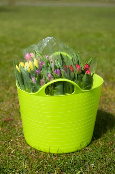 Secchio tulipani colorati — Foto Stock