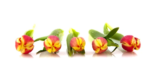 Tulipanes de fila — Foto de Stock