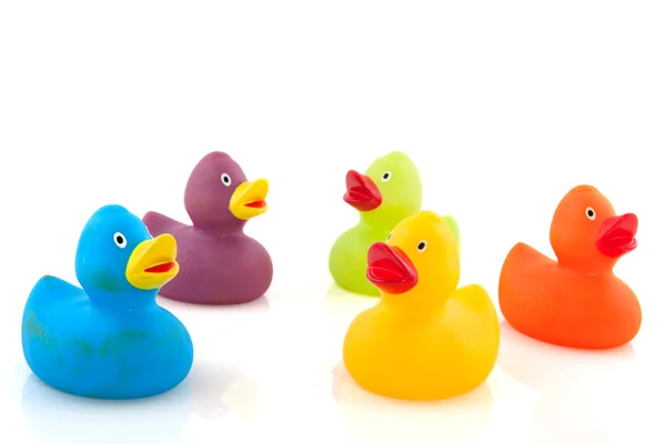 Patos coloridos — Fotografia de Stock